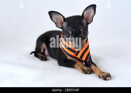 Schwarz und braun glatter Haar russische Toy Terrier mit St. George's Band Stockfoto