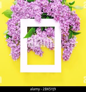 Lila Blüten mit weißem Rahmen auf gelbem Hintergrund Stockfoto