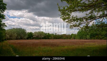 Landschaftlich schöne Aussicht auf Bäume auf dem Feld Stockfoto