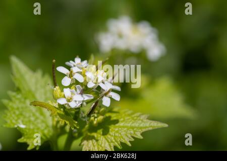 Nahaufnahme einer blühenden Knoblauchsenf-Pflanze (Alliara petiolata) Stockfoto