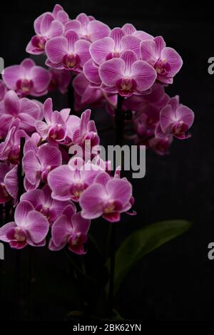 Motte Orchidee (Phalaenopsis Hybrid) blühend in einem Wohnzimmer. Stockfoto