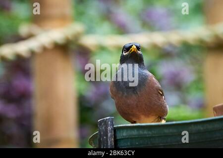 Myna oder Myna (Acridotheres tristis) Stockfoto