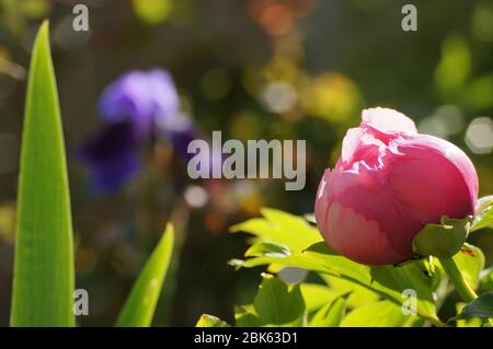 Rosa BaumPfingstrose (Paeonia, im Frühling in der Sonne zu blühen Stockfoto