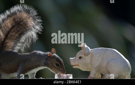 Graues Eichhörnchen sitzt vor einer traditionellen Töpferei Sparschwein Geldbox Essen aus Schüssel mit Erdnüssen Stockfoto