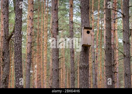 Vogelhaus für die wilden Vögel an den Baum in einem Wald gehängt Stockfoto