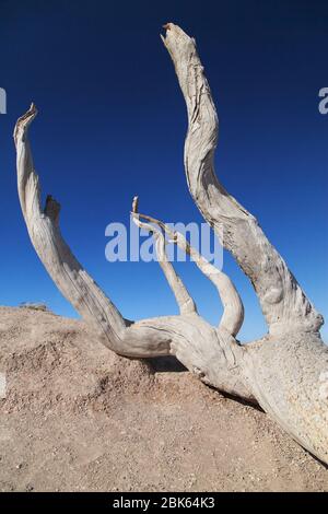 Dead Tree at Bryce Point, Bryce Canyon National Park, Utah, USA. Stockfoto