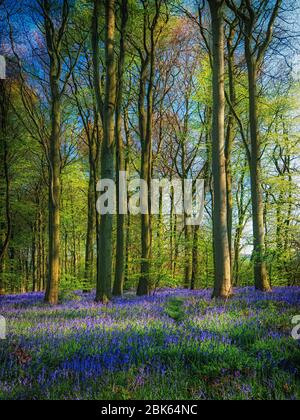 Bluebell Woods Stockfoto