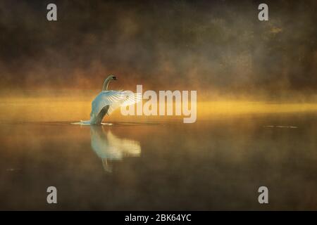 Ich kam bei Sonnenaufgang ein Band der Nebel über den Teich zu entdecken. Goldenes Sonnenlicht begann durch den Nebel ein fabelhaftes Welle von Licht zu durchbohren. Stockfoto