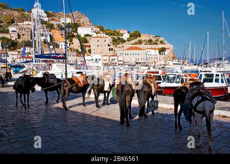 Maultiere warten auf Touristen im Hafen von Hydra Insel, Griechenland. Stockfoto