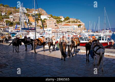 Maultiere warten auf Touristen im Hafen von Hydra Insel, Griechenland. Stockfoto