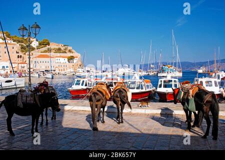 Maultiere warten auf Touristen im Hafen von Hydra Insel, Griechenland. Stockfoto