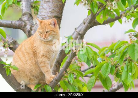 Ingwer Katze im Kirschbaum in der Frühjahrssaison Stockfoto