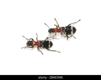 Der Ameisenkäfer (Thanasimus formicarius) isoliert auf weißem Hintergrund Stockfoto