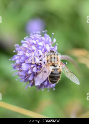 Die dronefly Eristalis tenax sammeln Pollen auf einem Teufel-Bit scabious Blume Stockfoto