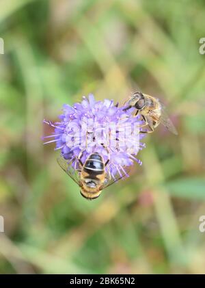 Die dronefly Eristalis tenax sammeln Pollen auf einem Teufel-Bit scabious Blume Stockfoto