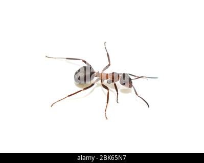 Nahaufnahme auf rotem Holz und Formica rufa isoliert auf weißem Hintergrund Stockfoto