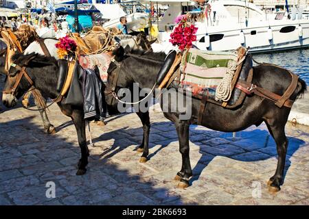 Maultiere warten auf Touristen im Hafen von Hydra, Griechenland, September 25 2015. Stockfoto