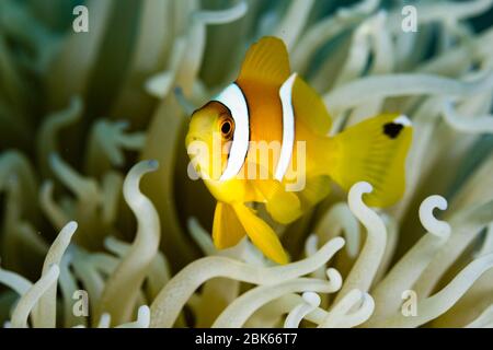 Falscher Clownfisch in seiner Anemone. Stockfoto