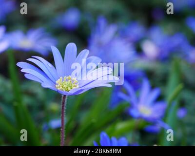Nahaufnahme einer offenen blassblauen Anemone blanda Blume (Winter Windblume) mit anderen dahinter Stockfoto