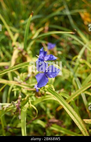 Tradescantia virginiana blaue Blumen Stockfoto