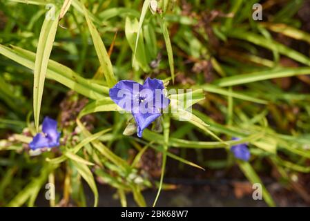 Tradescantia virginiana blaue Blumen Stockfoto