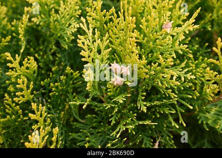 Thuja orientalis Zweig Nahaufnahme mit frischen Zapfen Stockfoto