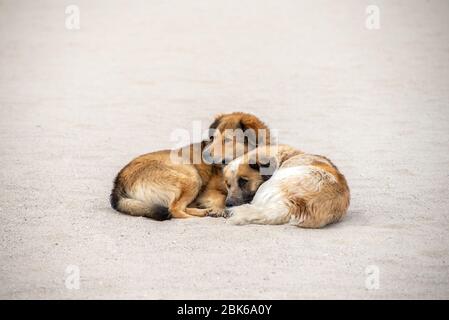 Zwei rote streunende Hunde liegen auf dem Sand und sonnen sich ineinander. Liebe Haustiere. Das Problem der obdachlosen Tiere. Stockfoto