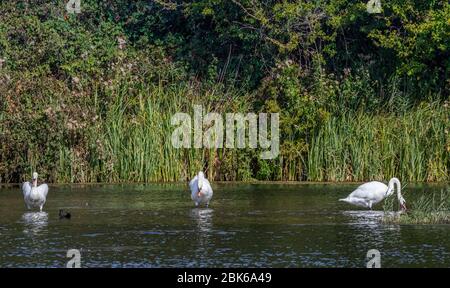 Baumschwäne auf einem See mit Spiegelung Stockfoto