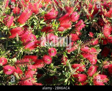 Rote Blüten des Flaschenbürstenbaums Melaleuca citrina Stockfoto