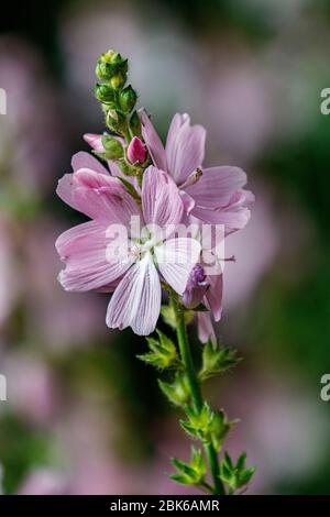 Blassrosa Blume Stockfoto