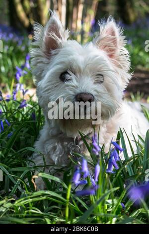 West Highland Terrier Hund / Westie Hund in einem bluebell Holz in East Sussex, Südostengland, Großbritannien Stockfoto