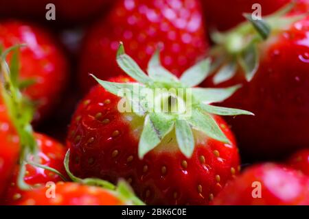 Makro Nahaufnahme der Gruppe isoliert frisch reifen roten Erdbeeren mit grünen Blättern Stockfoto