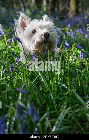 West Highland Terrier Hund / Westie Hund in einem bluebell Holz in East Sussex, Südostengland, Großbritannien Stockfoto