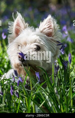 West Highland Terrier Hund / Westie Hund in einem bluebell Holz in East Sussex, Südostengland, Großbritannien Stockfoto