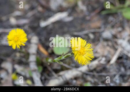 Coltsfoot - Tussilago farfarfarara auch als Foot oder Pferdefuß bekannt. Eine der ersten blühenden Blumen im Frühling. Heilpflanze Stockfoto