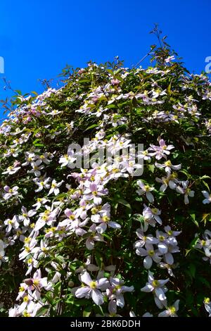 Clematis Montana Stockfoto