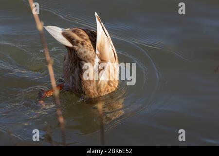 Weibliche Stockente verkehrt herum im Wasser, anas platyrhynchos Stockfoto