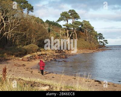 Frau, die neben Tyne Sands, Tyne Mouth, Tyninghame Links und East Lothian läuft Stockfoto