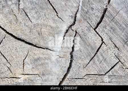 Textur der rauen Oberfläche gefällten Baum geknackt verwittert mit Jahresringen. Konzept der langen Lebensdauer Langlebigkeit Alterung. Hintergrund mit Kopierraum von grau stu Stockfoto