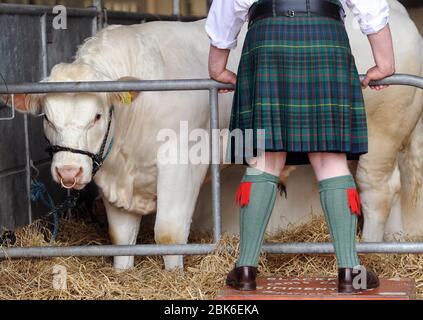 The Royal Highland Show 2012, Ingliston Showground Edinburgh. Mann in Kilt schaut auf einen britischen Charolais Bull. Stockfoto