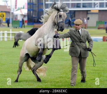 The Royal Highland Show 2012, Edinburgh. Highland Ponys in Handsektion, (männlich). Valerock Viscount von Herrn Thomas O Dyson steht im Ring. Stockfoto