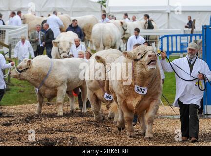 The Royal Highland Show 2012, Ingliston Showground, Edinburgh. Rinderfilet British Charolais Bull Falleninch BigBoy verlässt die Parade Gound. Stockfoto