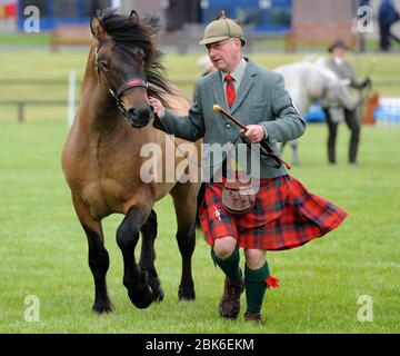 Landwirtschaft, The Royal Highland Show 2012, Ingliston Show Ground, Edinburgh. Highland Ponys in Handsektion, (männlich). 2 jahre alt oder 3 Jahre alt Stockfoto