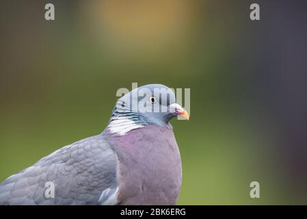 Ein Woodpigeon (Columba Palumbus) in Großbritannien Stockfoto