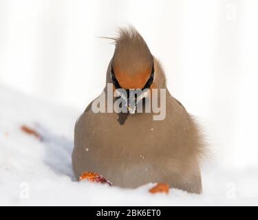 Vorderansicht Nahaufnahme des böhmischen Wachsflügels im Schnee Stockfoto
