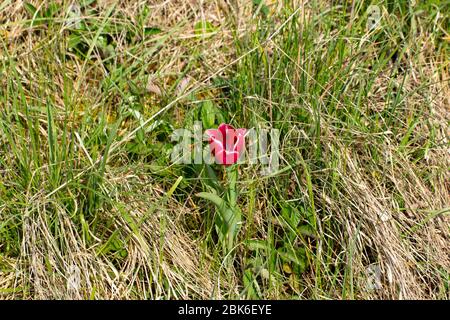 Einzelne rote Tulpe mit weißen Rändern im Gras stehen Stockfoto