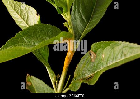 Ein Beispiel für die gelben Rostpilze Melampsora populina, die auf Hund Merkur wächst, Mercurialis perennis, das gefunden wurde, wächst an der Seite von Stockfoto