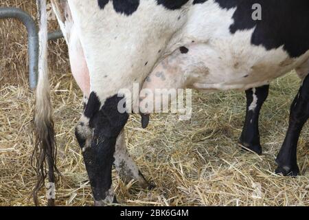 Detail auf den Eutern einer Kuh im Stroh des Bauernhofes Stockfoto