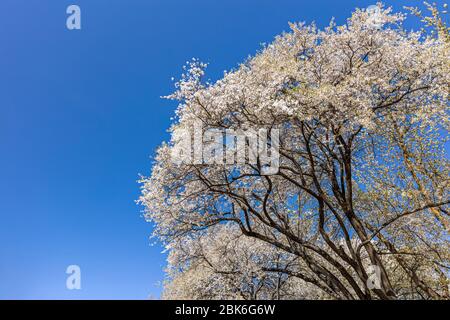 Zweige der blühenden Kirsche vor blauem Himmel. Weiße Kirschblüte. Frühlingshintergrund. Stockfoto