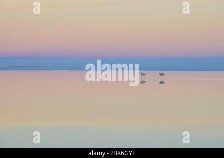 Zwei Flamingos am Salar de Uyuni, Bolivien Stockfoto